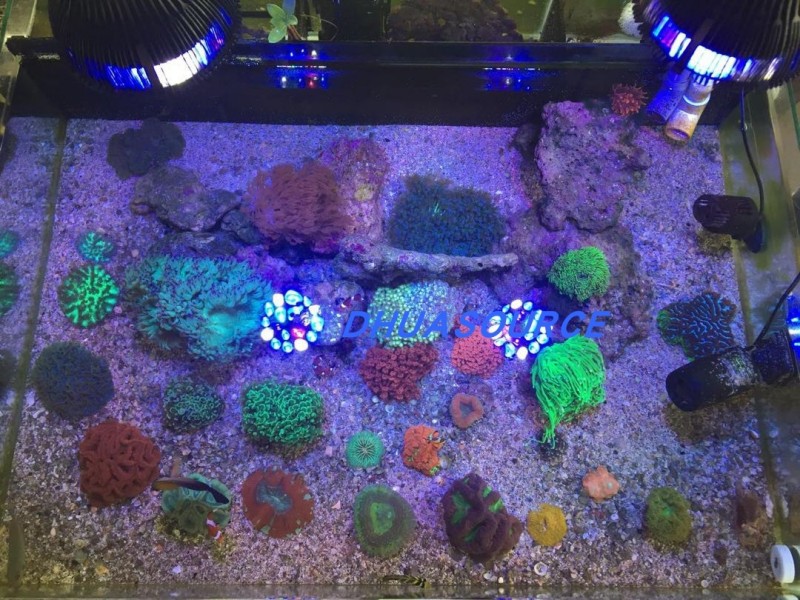 Full specturm LED Aquarium Ree - Marine Aquarium Lamp ulasan dan harga