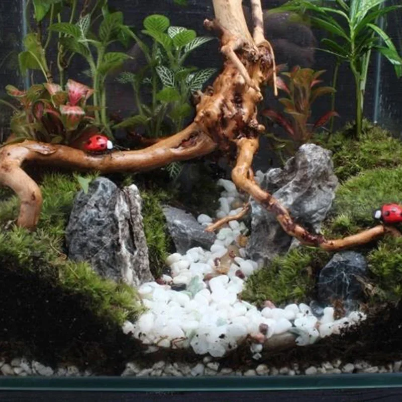 Natural Tree Trunk Driftwood A - Aquarium Innovative Marine ulasan dan harga
