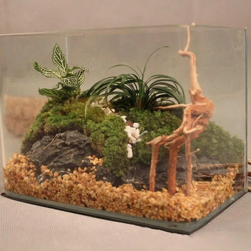 Natural Tree Trunk Driftwood A - Aquarium Innovative Marine ulasan dan harga