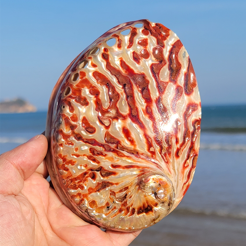 Home Decoration Red Pattern Ab - Marine Aquarium Decorations ulasan dan harga