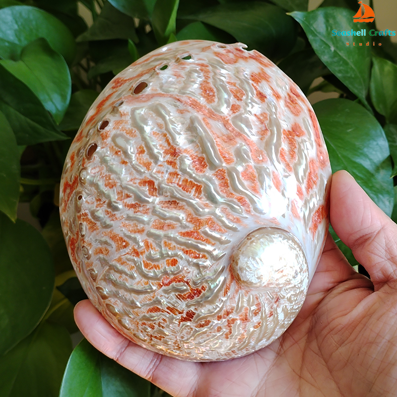 Home Decoration Red Pattern Ab - Marine Aquarium Decorations ulasan dan harga