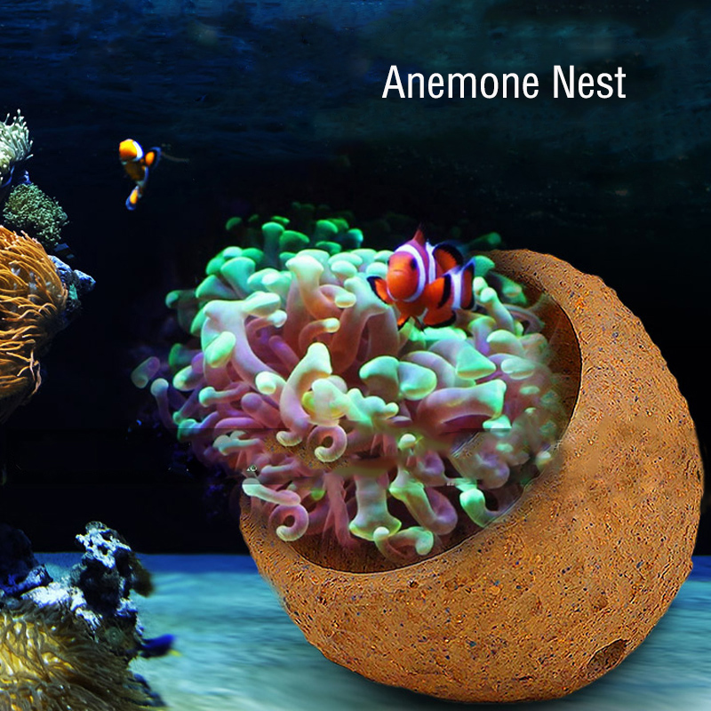 Anemone Nest Prevent Running A - Marine Aquarium Live Sand ulasan dan harga