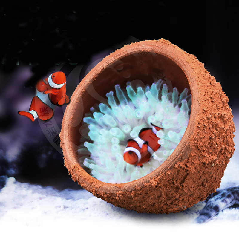 Anemone Nest Prevent Running A - Marine Aquarium Live Sand ulasan dan harga