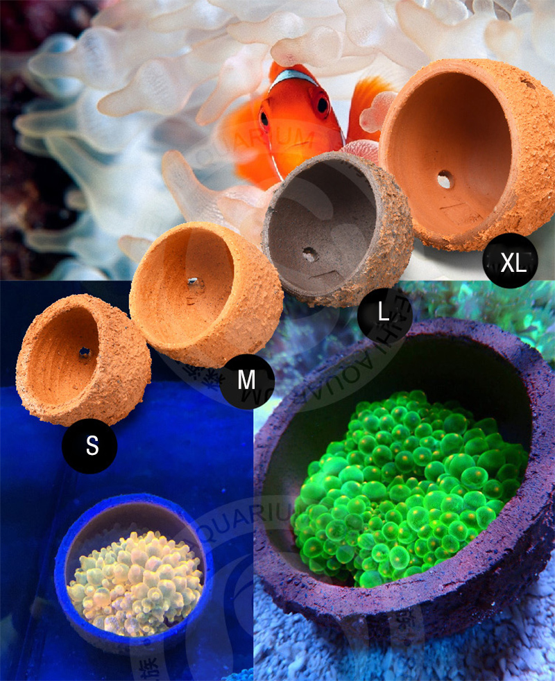 Anemone Nest Prevent Running A - Marine Aquarium Live Sand ulasan dan harga