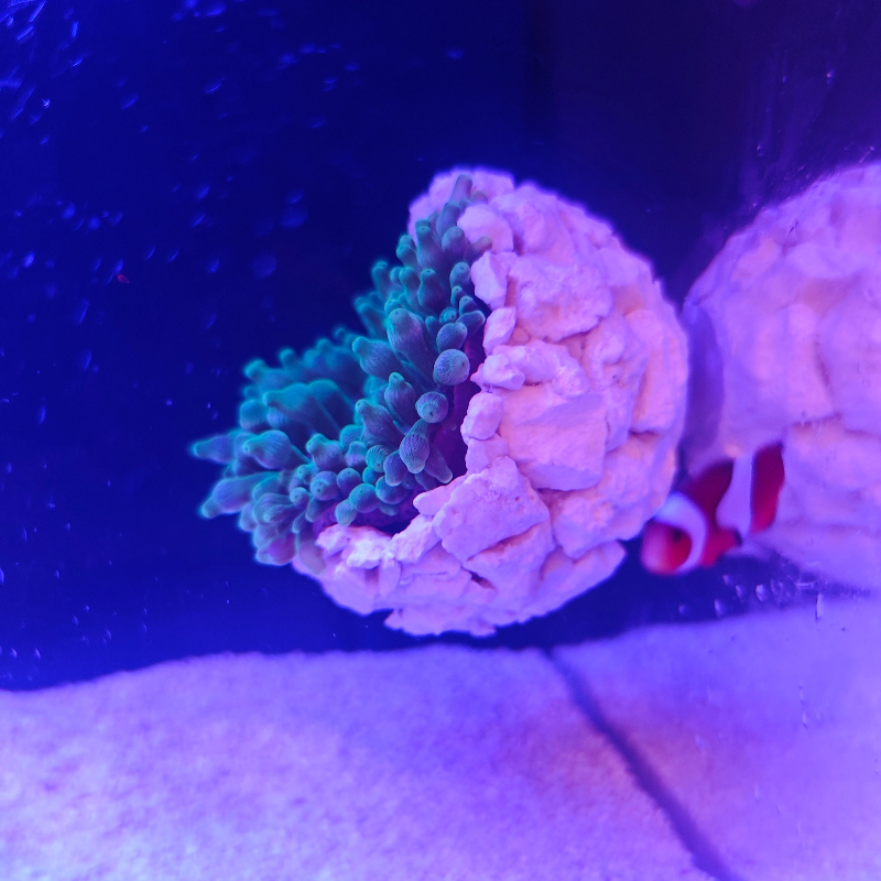 New DIY Handmade Floating Magn - Marine Aquarium For Sale ulasan dan harga