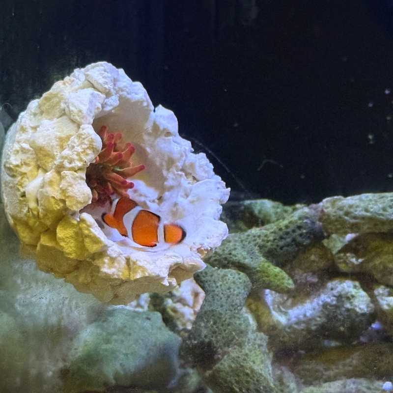 New DIY Handmade Floating Magn - Marine Aquarium For Sale ulasan dan harga