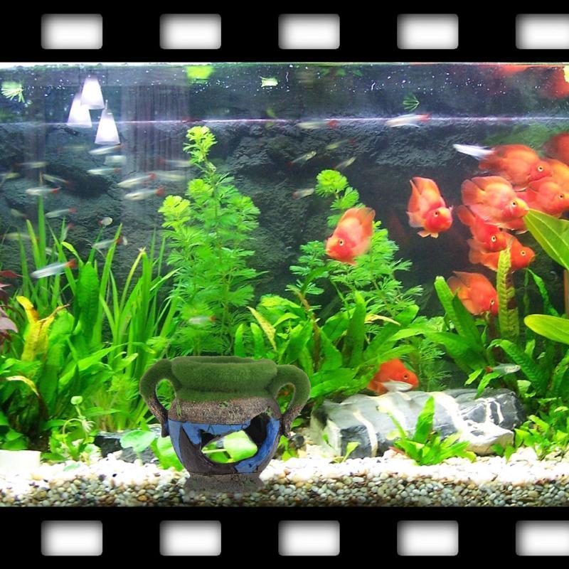 1pc Resin Vase with Moss Aquar - Aquarium Innovative Marine ulasan dan harga