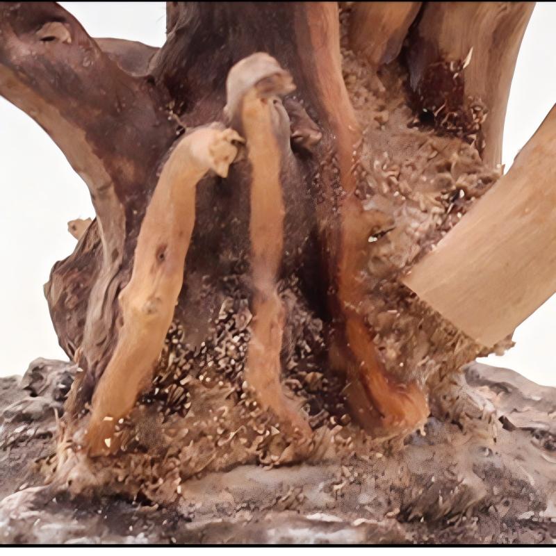 1PC Aquarium Landscaping Wood  - Aquarium Innovative Marine ulasan dan harga