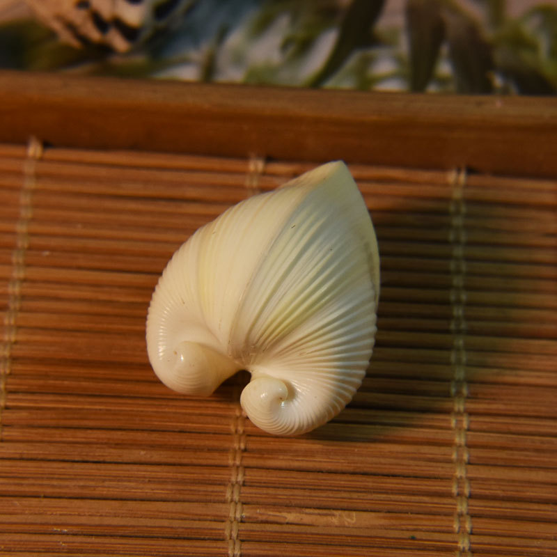 Natural Cardium cardissa Shell - Marine Aquarium Decorations ulasan dan harga