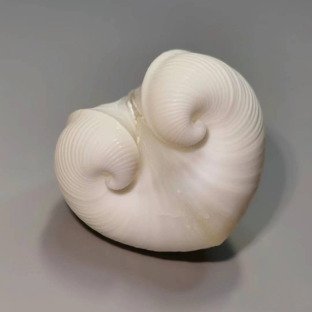 Natural Cardium cardissa Shell - Marine Aquarium Decorations ulasan dan harga