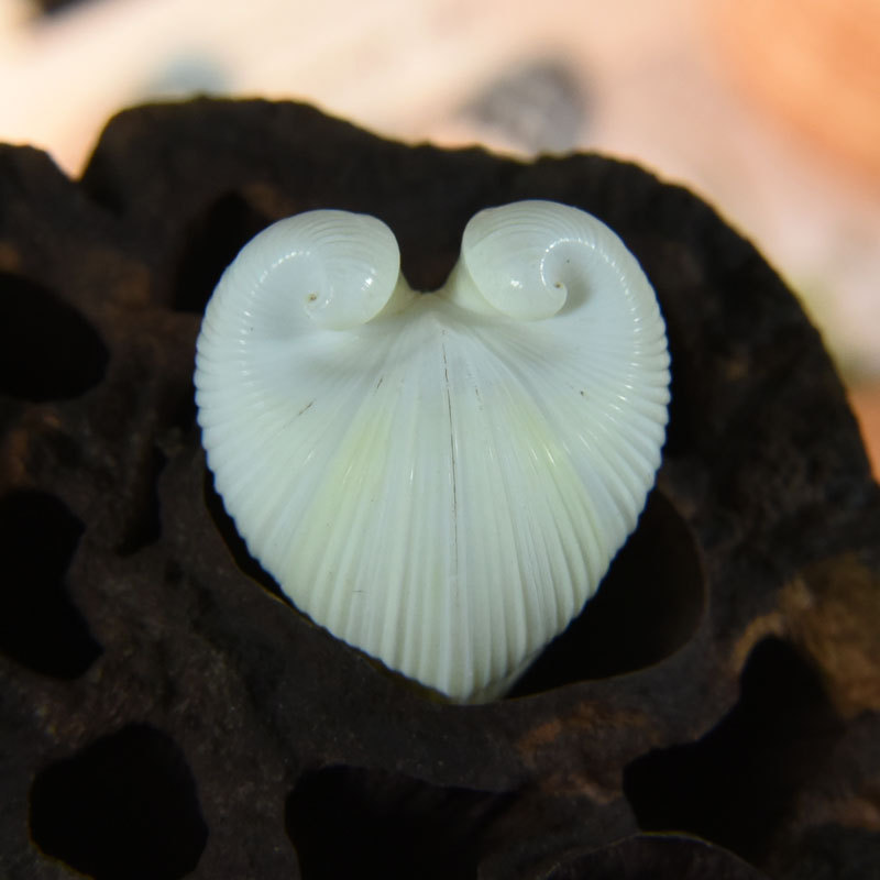 Natural Cardium cardissa Shell - Marine Aquarium Decorations ulasan dan harga